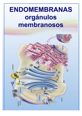 ENDOMEMBRANAS
orgánulos
membranosos
 