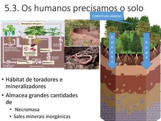 5.3. Os humanos precisamos o solo
• Hábitat de toradores e
mineralizadores
• Almacea grandes cantidades
de
• Necromasa
• Sales minerais inorgánicas
O
sí
x
e
n
o
A
u
g
a
Cobertura vexetal
 