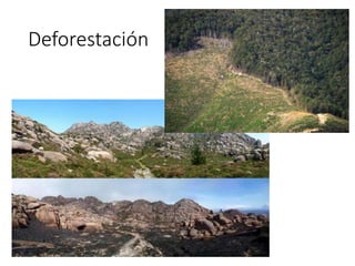 Deforestación
 