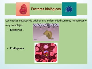Factores biológicosFactores biológicos
Las causas capaces de originar una enfermedad son muy numerosas y
muy complejas.
- Exógenas .
- Endógenas.
 
