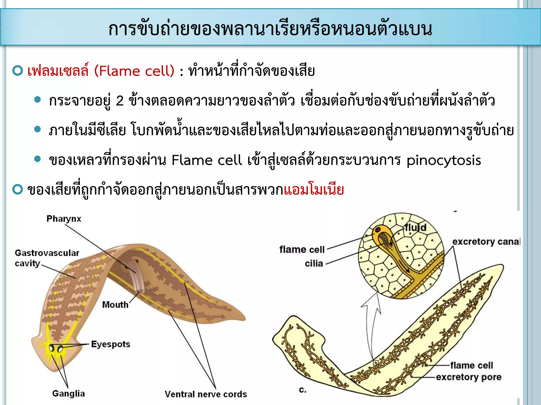  เฟลมเซลล์ (Flame cell) : ทาหน้าที่กาจัดของเสีย
 กระจายอยู่ 2 ข้างตลอดความยาวของลาตัว เชื่อมต่อกับช่องขับถ่ายที่ผนังลาตัว
 ภายในมีซีเลีย โบกพัดน้าและของเสียไหลไปตามท่อและออกสู่ภายนอกทางรูขับถ่าย
 ของเหลวที่กรองผ่าน Flame cell เข้าสู่เซลล์ด้วยกระบวนการ pinocytosis
 ของเสียที่ถูกกาจัดออกสู่ภายนอกเป็นสารพวกแอมโมเนีย
การขับถ่ายของพลานาเรียหรือหนอนตัวแบน
 