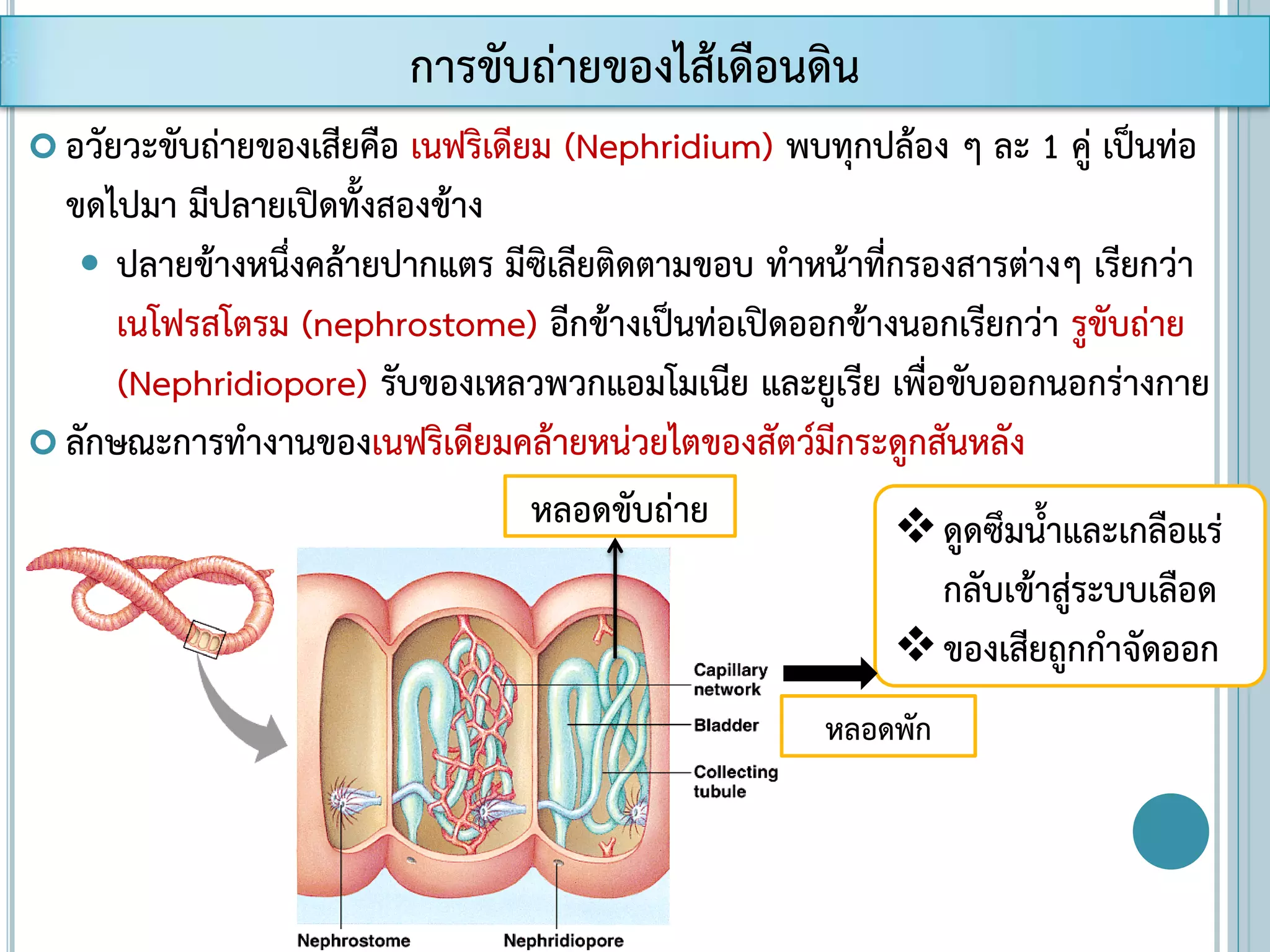  อวัยวะขับถ่ายของเสียคือ เนฟริเดียม (Nephridium) พบทุกปล้อง ๆ ละ 1 คู่ เป็นท่อ
ขดไปมา มีปลายเปิดทั้งสองข้าง
 ปลายข้างหนึ่งคล้ายปากแตร มีซิเลียติดตามขอบ ทาหน้าที่กรองสารต่างๆ เรียกว่า
เนโฟรสโตรม (nephrostome) อีกข้างเป็นท่อเปิดออกข้างนอกเรียกว่า รูขับถ่าย
(Nephridiopore) รับของเหลวพวกแอมโมเนีย และยูเรีย เพื่อขับออกนอกร่างกาย
 ลักษณะการทางานของเนฟริเดียมคล้ายหน่วยไตของสัตว์มีกระดูกสันหลัง
การขับถ่ายของไส้เดือนดิน
ดูดซึมน้าและเกลือแร่
กลับเข้าสู่ระบบเลือด
ของเสียถูกกาจัดออก
หลอดขับถ่าย
หลอดพัก
 