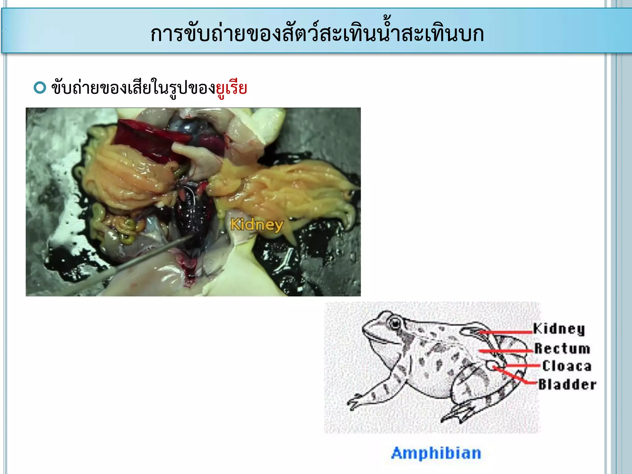  ขับถ่ายของเสียในรูปของยูเรีย
การขับถ่ายของสัตว์สะเทินน้าสะเทินบก
 