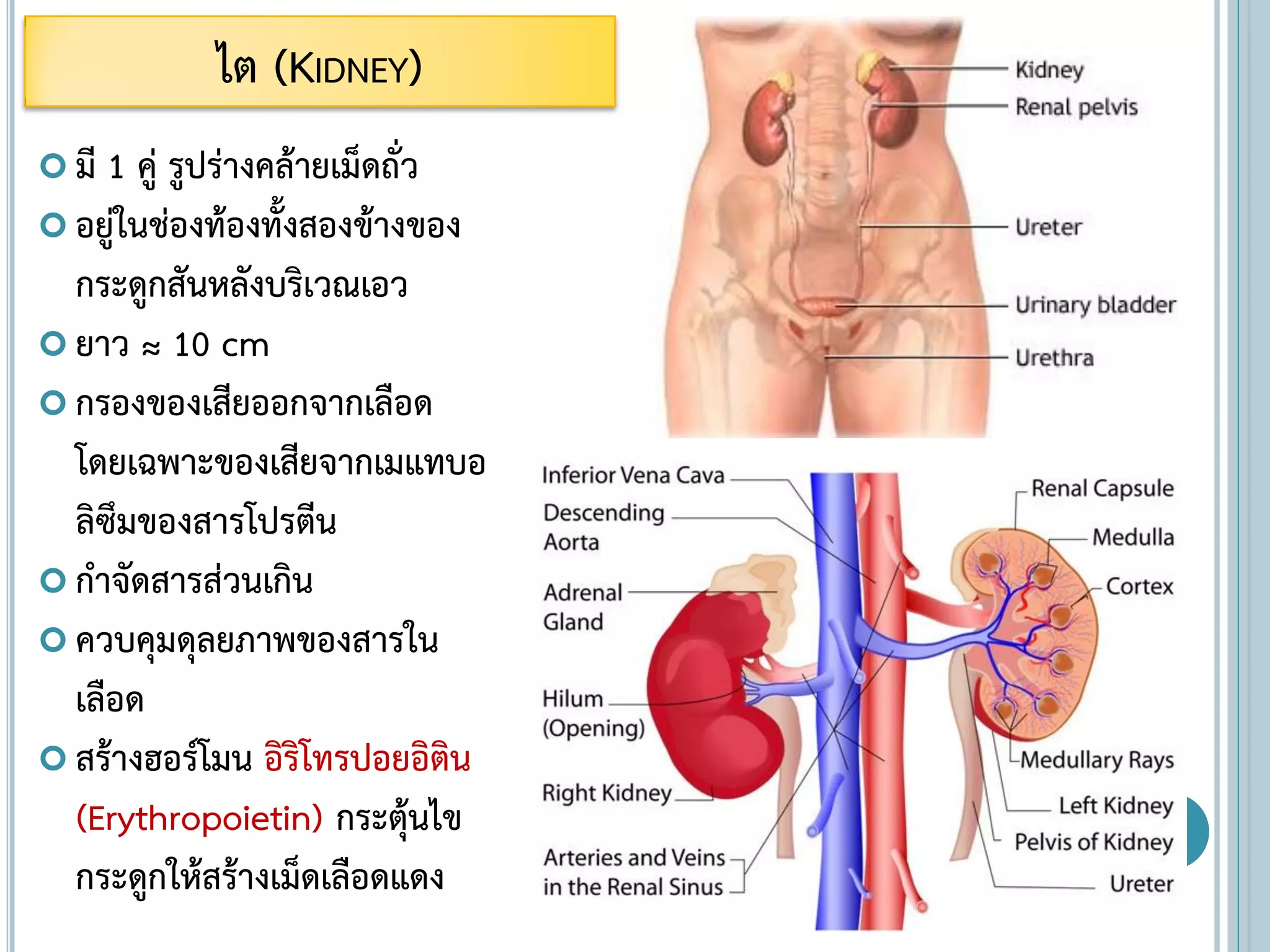ไต (KIDNEY)
 มี 1 คู่ รูปร่างคล้ายเม็ดถั่ว
 อยู่ในช่องท้องทั้งสองข้างของ
กระดูกสันหลังบริเวณเอว
 ยาว ≈ 10 cm
 กรองของเสียออกจากเลือด
โดยเฉพาะของเสียจากเมแทบอ
ลิซึมของสารโปรตีน
 กาจัดสารส่วนเกิน
 ควบคุมดุลยภาพของสารใน
เลือด
 สร้างฮอร์โมน อิริโทรปอยอิติน
(Erythropoietin) กระตุ้นไข
กระดูกให้สร้างเม็ดเลือดแดง
 