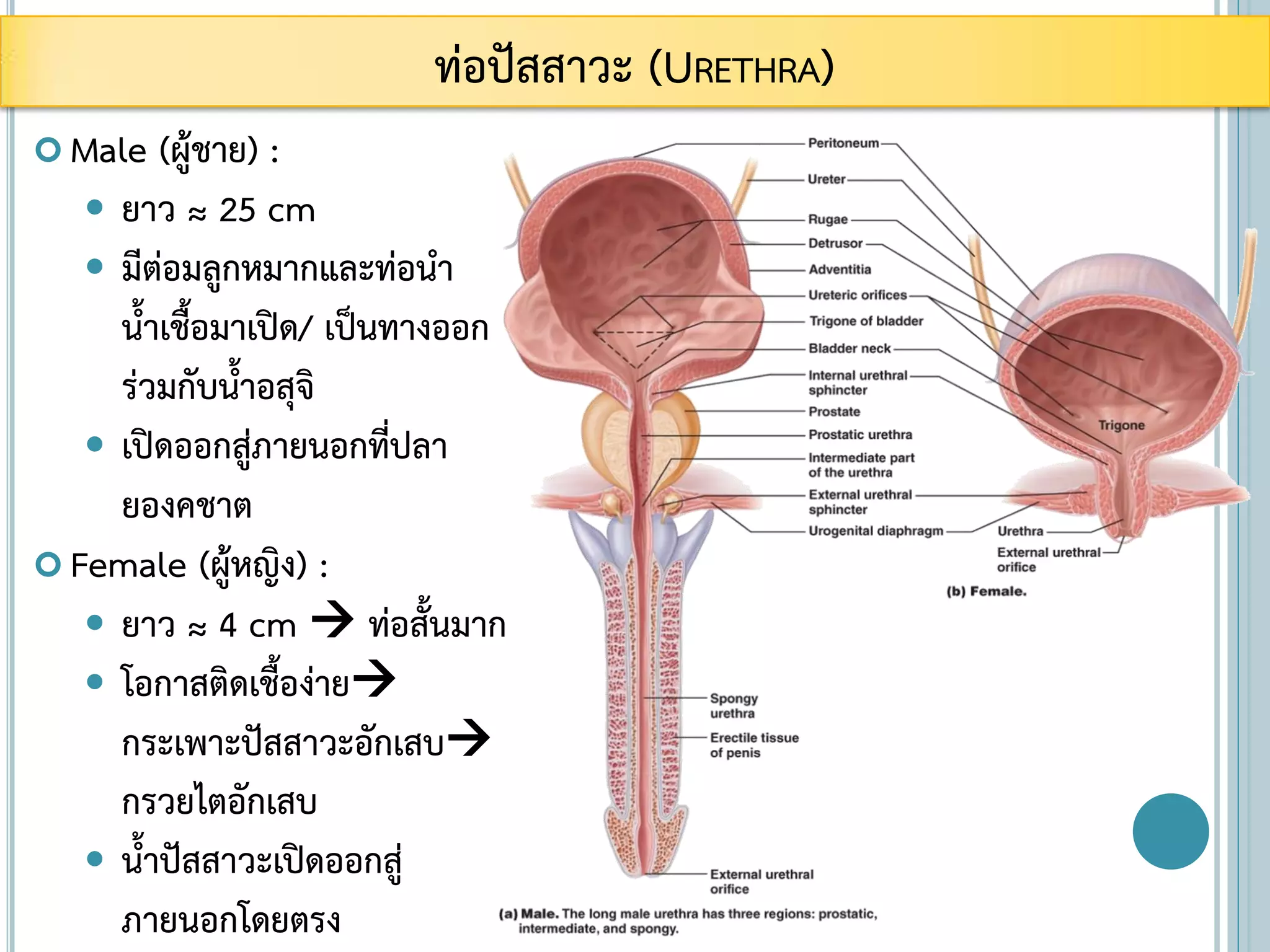  Male (ผู้ชาย) :
 ยาว ≈ 25 cm
 มีต่อมลูกหมากและท่อนา
น้าเชื้อมาเปิด/ เป็นทางออก
ร่วมกับน้าอสุจิ
 เปิดออกสู่ภายนอกที่ปลา
ยองคชาต
 Female (ผู้หญิง) :
 ยาว ≈ 4 cm  ท่อสั้นมาก
 โอกาสติดเชื้อง่าย
กระเพาะปัสสาวะอักเสบ
กรวยไตอักเสบ
 น้าปัสสาวะเปิดออกสู่
ภายนอกโดยตรง
ท่อปัสสาวะ (URETHRA)
 