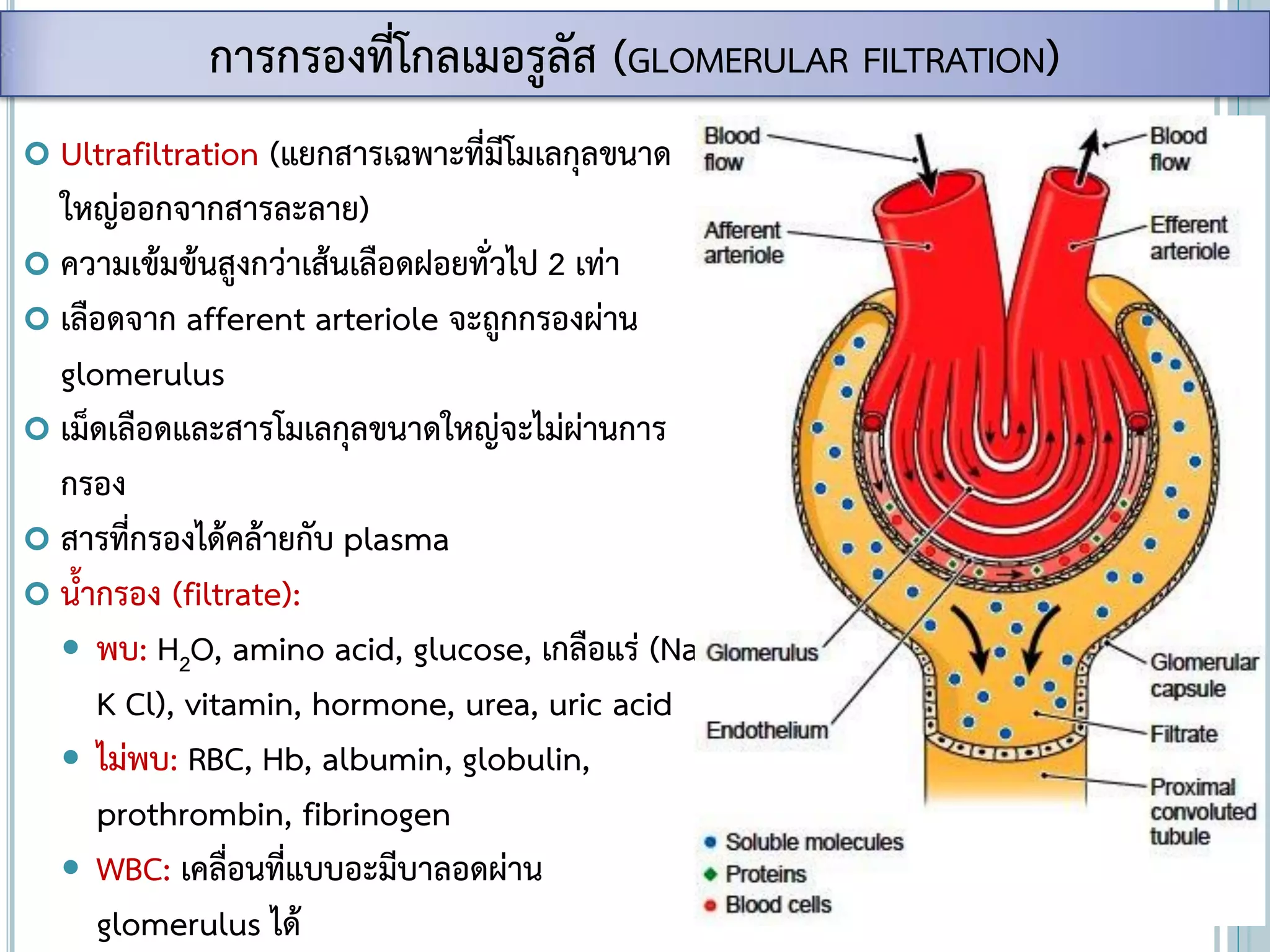  Ultrafiltration (แยกสารเฉพาะที่มีโมเลกุลขนาด
ใหญ่ออกจากสารละลาย)
 ความเข้มข้นสูงกว่าเส้นเลือดฝอยทั่วไป 2 เท่า
 เลือดจาก afferent arteriole จะถูกกรองผ่าน
glomerulus
 เม็ดเลือดและสารโมเลกุลขนาดใหญ่จะไม่ผ่านการ
กรอง
 สารที่กรองได้คล้ายกับ plasma
 น้ากรอง (filtrate):
 พบ: H2O, amino acid, glucose, เกลือแร่ (Na
K Cl), vitamin, hormone, urea, uric acid
 ไม่พบ: RBC, Hb, albumin, globulin,
prothrombin, fibrinogen
 WBC: เคลื่อนที่แบบอะมีบาลอดผ่าน
glomerulus ได้
การกรองที่โกลเมอรูลัส (GLOMERULAR FILTRATION)
 