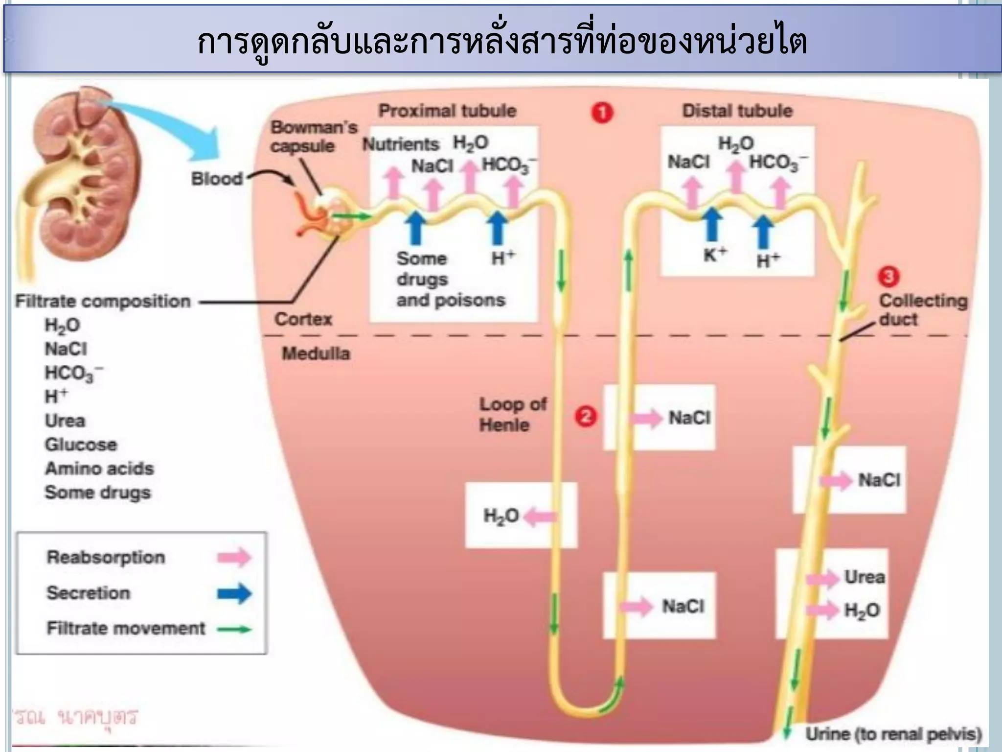 การดูดกลับและการหลั่งสารที่ท่อของหน่วยไต
 