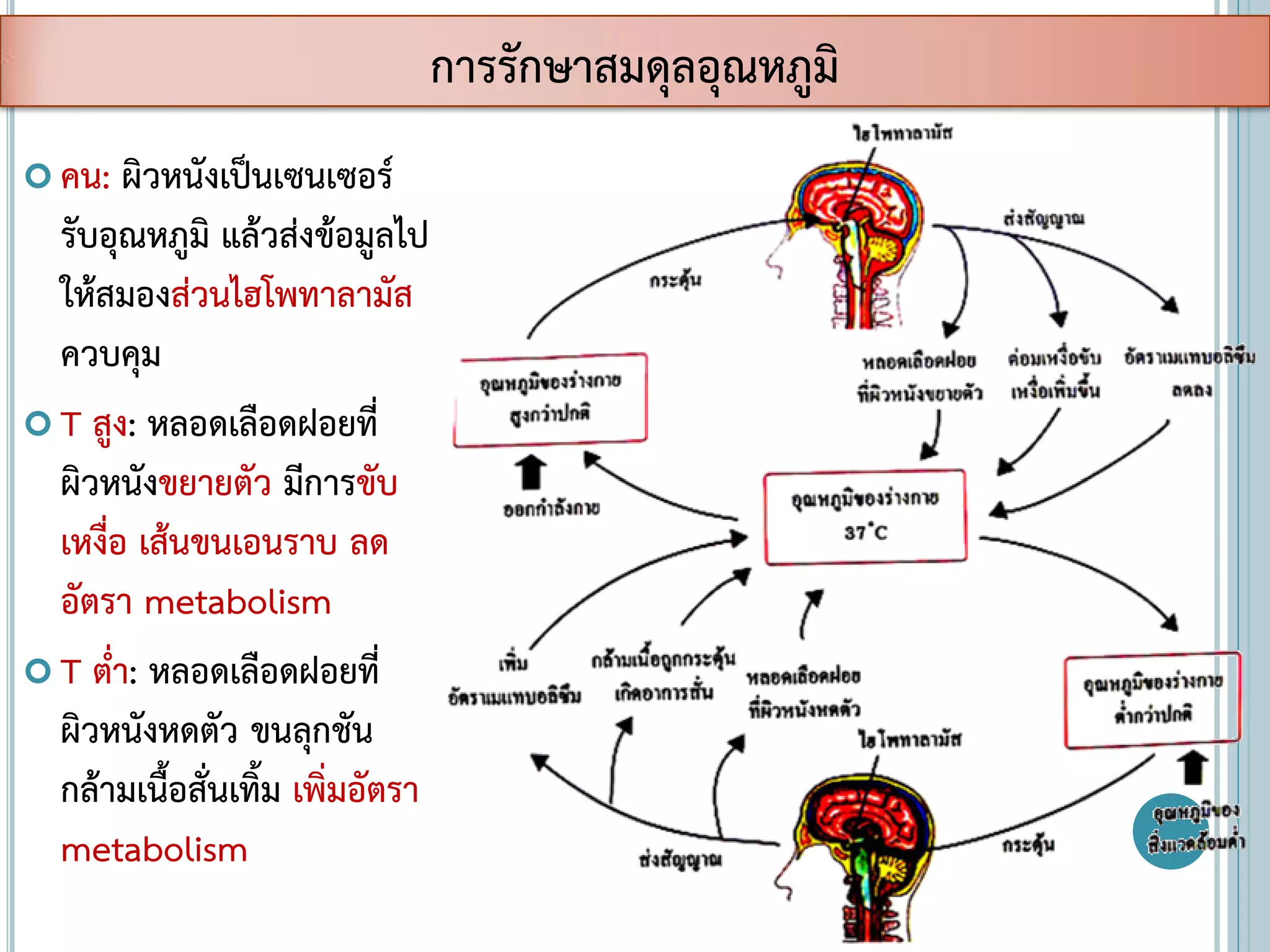  คน: ผิวหนังเป็นเซนเซอร์
รับอุณหภูมิ แล้วส่งข้อมูลไป
ให้สมองส่วนไฮโพทาลามัส
ควบคุม
 T สูง: หลอดเลือดฝอยที่
ผิวหนังขยายตัว มีการขับ
เหงื่อ เส้นขนเอนราบ ลด
อัตรา metabolism
 T ต่า: หลอดเลือดฝอยที่
ผิวหนังหดตัว ขนลุกชัน
กล้ามเนื้อสั่นเทิ้ม เพิ่มอัตรา
metabolism
การรักษาสมดุลอุณหภูมิ
 