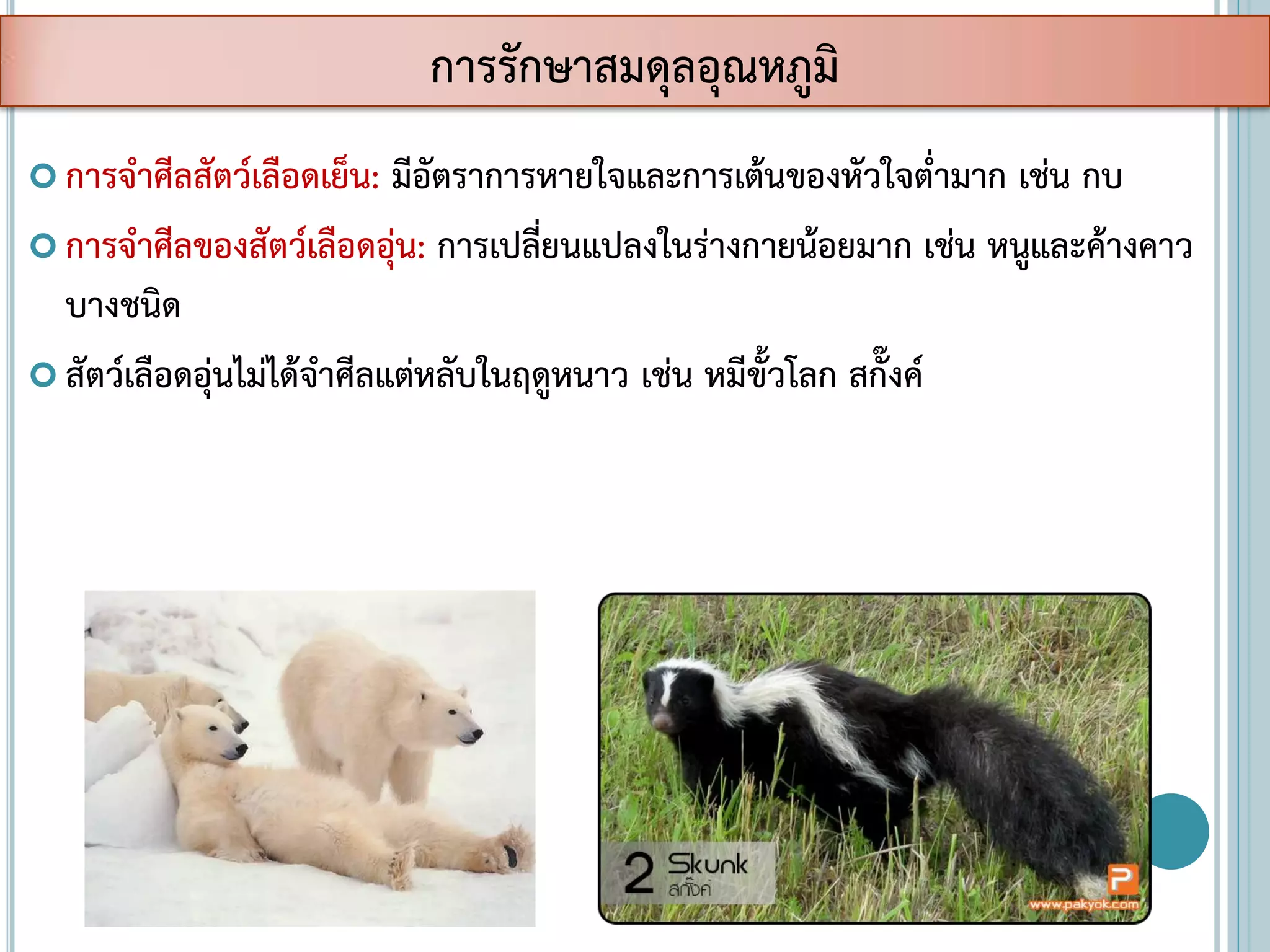  การจาศีลสัตว์เลือดเย็น: มีอัตราการหายใจและการเต้นของหัวใจต่ามาก เช่น กบ
 การจาศีลของสัตว์เลือดอุ่น: การเปลี่ยนแปลงในร่างกายน้อยมาก เช่น หนูและค้างคาว
บางชนิด
 สัตว์เลือดอุ่นไม่ได้จาศีลแต่หลับในฤดูหนาว เช่น หมีขั้วโลก สกั๊งค์
การรักษาสมดุลอุณหภูมิ
 