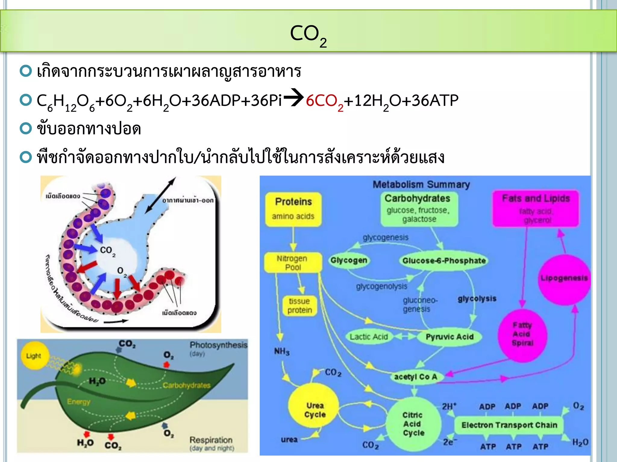  เกิดจากกระบวนการเผาผลาญสารอาหาร
 C6H12O6+6O2+6H2O+36ADP+36Pi6CO2+12H2O+36ATP
 ขับออกทางปอด
 พืชกาจัดออกทางปากใบ/นากลับไปใช้ในการสังเคราะห์ด้วยแสง
CO2
 