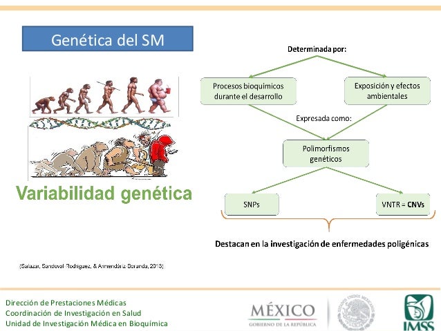 Síndrome Metabólico: DM y obesidad, de lo genético y Síndrome Metabólico: DM y obesidad, de lo genético y