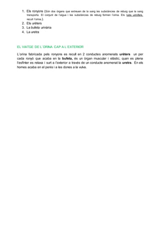 1. Els ronyons (Són dos òrgans que extreuen de la sang les substàncies de rebuig que la sang
transporta. El conjunt de l’aigua i les substàncies de rebuig formen l’orina. Els tubs urinífers,
recull l’orina.).
2. Els urèters
3. La bufeta urinària
4. La uretra
EL VIATGE DE L´ORINA CAP A L´EXTERIOR
L’orina fabricada pels ronyons es recull en 2 conductes anomenats urèters un per
cada ronyó que acaba en la bufeta, és un òrgan muscular i elàstic, quan es plena
l’esfínter es relaxa i surt a l’exterior a través de un conducte anomenat la uretra. En els
homes acaba en el penis i a les dones a la vulva.
 