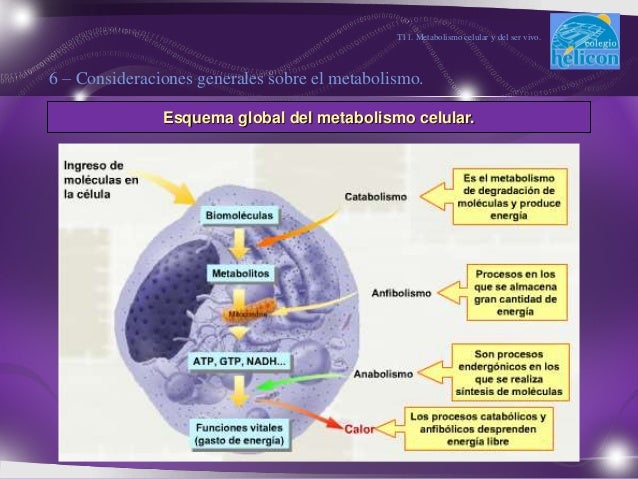 Nikola Tesla en test metabolismo