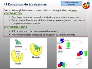 Estructura de las enzimas Son proteínas globulares en las que podemos distinguir diversas  zonas : CENTRO ACTIVO:   Es el lugar donde se une el/los sustratos y se produce la reacción Tiene una conformación tridimensional y unas cargas eléctricas que son complementarias al sustrato CENTRO REGULADOR :   Sólo aparece en ciertas enzimas ( alostéricas ) Allí se unen ciertas moléculas que regulan su funcionamiento TEMA 11:  Enzimas y Vitaminas 