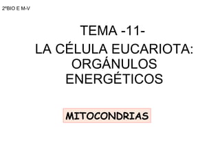2ºBIO E M-V TEMA -11-  LA CÉLULA EUCARIOTA: ORGÁNULOS ENERGÉTICOS MITOCONDRIAS 