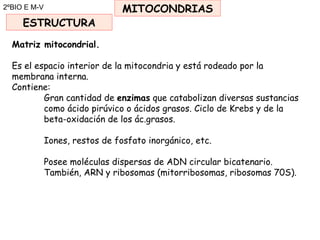 2ºBIO E M-V MITOCONDRIAS <ul><li>Matriz mitocondrial. </li></ul><ul><li>Es el espacio interior de la mitocondria y está ro...