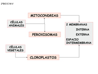 2ºBIO E M-V MITOCONDRIAS PEROXISOMAS CLOROPLASTOS <ul><li>2 MEMBRANAS </li></ul><ul><ul><ul><li>INTERNA </li></ul></ul></u...