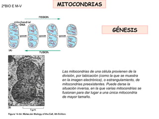 2ºBIO E M-V MITOCONDRIAS GÉNESIS Las mitocondrias de una célula provienen de la división, por tabicación (como la que se m...