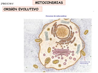 2ºBIO E M-V MITOCONDRIAS ORIGEN EVOLUTIVO 