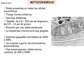 2ºBIO E M-V MITOCONDRIAS <ul><li>Están presentes en todas las células eucarióticas.  </li></ul><ul><li>Tienen   forma cilí...