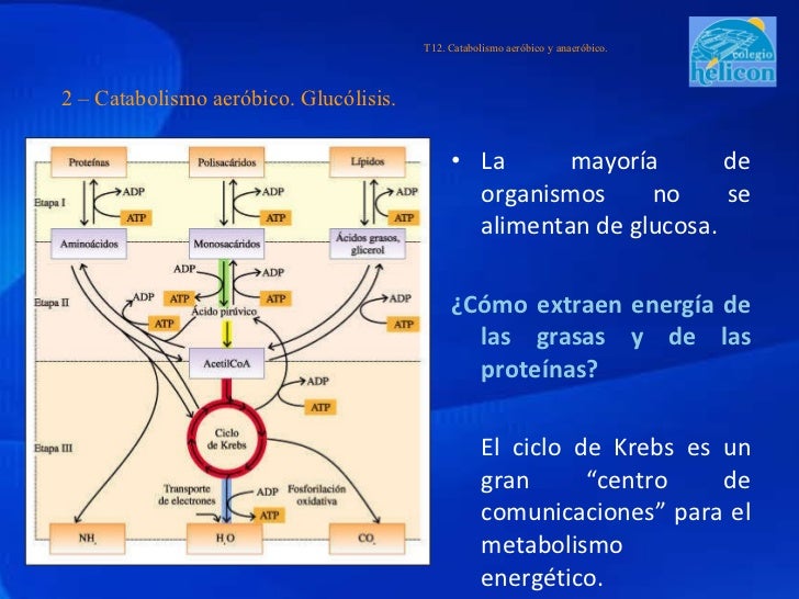 T12 - Catabolismo aerobio y anaerobio.