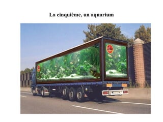 La cinquième, un aquarium