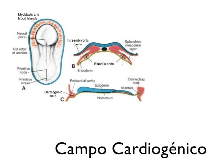 embriologia sistema genital lagman pdf