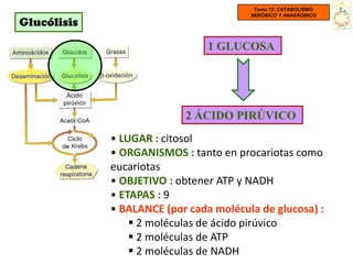 Tema 12: CATABOLISMO
                                        AERÓBICO Y ANAERÓBICO
Glucólisis

                                1 GLUCOSA




                           2 ÁCIDO PIRÚVICO
             • LUGAR : citosol
             • ORGANISMOS : tanto en procariotas como
             eucariotas
             • OBJETIVO : obtener ATP y NADH
             • ETAPAS : 9
             • BALANCE (por cada molécula de glucosa) :
                  2 moléculas de ácido pirúvico
                  2 moléculas de ATP
                  2 moléculas de NADH
 