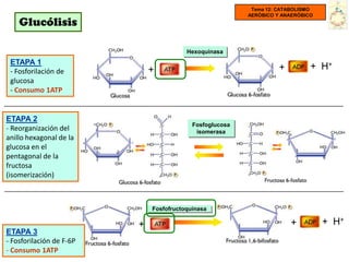 Tema 12: CATABOLISMO
                                                          AERÓBICO Y ANAERÓBICO
    Glucólisis

                                         Hexoquinasa
 ETAPA 1
 - Fosforilación de           +                                     +         + H+
 glucosa
 - Consumo 1ATP


ETAPA 2
                                           Fosfoglucosa
- Reorganización del                        isomerasa
anillo hexagonal de la
glucosa en el
pentagonal de la
fructosa
(isomerización)



                              Fosfofructoquinasa

                          +                                             +         + H+
ETAPA 3
- Fosforilación de F-6P
- Consumo 1ATP
 