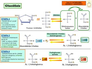 Tema 12: CATABOLISMO
                                                                               AERÓBICO Y ANAERÓBICO
      Glucólisis

                                                            Aldolasa

ETAPA 4                                                                                    +
- Escisión de la F-1,6 biP
en 2 triosas
- Los productos de los
pasos siguientes deben
contarse 2 veces


                                                    Gliceraldehído 3-fosfato
ETAPA 5                                                 deshidrogenasa
- Oxidación y fosforilación
del Gli-3P
- NAD+ se reduce a NADH                 +       +                                              +
- Se emplea Pi del citopl.
- Es la 1ª reacción donde
se obtiene energía


ETAPA 6                                                Fosfoglicerato
- Desfosforilación del Ác 1,3biPgli
                                                          quinasa
- Reacción exergónica, se forman
2ATP/1glucosa
- Esta energía impulsa las reacciones
precedentes
                                            +                                                  +
 