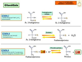 Tema 12: CATABOLISMO
                                                                     AERÓBICO Y ANAERÓBICO
     Glucólisis

                                              Fosfoglicerato
                                                 mutasa
ETAPA 7
- Cambio del grupo P del C3 al C2
(isomerización)




                                                   Enolasa
 ETAPA 8
 - Pérdida de 1 mol. de H2O                                                       + H 2O
 - Formación de 1 =




                                                          Piruvato quinasa
ETAPA 9
-Desfosforilación del Ác P-enolpirúvico   +        + H+                                 +
- Reacción exergónica, formación 1ATP
 
