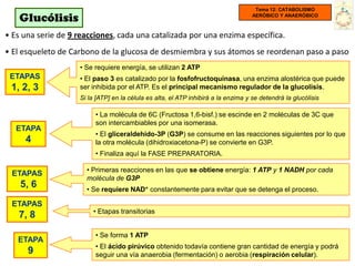 Tema 12: CATABOLISMO

    Glucólisis                                                                      AERÓBICO Y ANAERÓBICO



• Es una serie de 9 reacciones, cada una catalizada por una enzima específica.
• El esqueleto de Carbono de la glucosa de desmiembra y sus átomos se reordenan paso a paso
                    • Se requiere energía, se utilizan 2 ATP
 ETAPAS             • El paso 3 es catalizado por la fosfofructoquinasa, una enzima alostérica que puede
 1, 2, 3            ser inhibida por el ATP. Es el principal mecanismo regulador de la glucolisis.
                    Si la [ATP] en la célula es alta, el ATP inhibirá a la enzima y se detendrá la glucólisis

                         • La molécula de 6C (Fructosa 1,6-bisf.) se escinde en 2 moléculas de 3C que
                         son intercambiables por una isomerasa.
   ETAPA
                         • El gliceraldehido-3P (G3P) se consume en las reacciones siguientes por lo que
     4                   la otra molécula (dihidroxiacetona-P) se convierte en G3P.
                         • Finaliza aquí la FASE PREPARATORIA.

                      • Primeras reacciones en las que se obtiene energía: 1 ATP y 1 NADH por cada
 ETAPAS
                      molécula de G3P
    5, 6              • Se requiere NAD+ constantemente para evitar que se detenga el proceso.

 ETAPAS
                        • Etapas transitorias
   7, 8
                         • Se forma 1 ATP
   ETAPA
                         • El ácido pirúvico obtenido todavía contiene gran cantidad de energía y podrá
      9                  seguir una vía anaerobia (fermentación) o aerobia (respiración celular).
 