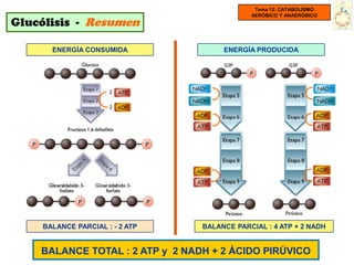 Tema 12: CATABOLISMO
                                             AERÓBICO Y ANAERÓBICO
Glucólisis - Resumen

      ENERGÍA CONSUMIDA               ENERGÍA PRODUCIDA




    BALANCE PARCIAL : - 2 ATP    BALANCE PARCIAL : 4 ATP + 2 NADH


    BALANCE TOTAL : 2 ATP y 2 NADH + 2 ÁCIDO PIRÚVICO
 
