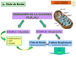 Tema 12: CATABOLISMO

3.- Ciclo de Krebs
                                                       AERÓBICO Y ANAERÓBICO




          OXIDACIÓN DE LA GLUCOSA
                  (C6H12O6)




   ETAPA I : Glucólisis           ETAPA II : Respiración

   2 ácido pirúvico
   2 ATP
   2 NADH                 Ciclo de Krebs          Cadena Respiratoria
                          (matriz mitocondrial)     (crestas mitocondriales)

                                                             CO2
                                                             H2O
                                                            ATP
 
