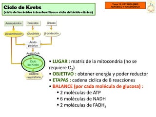 Tema 12: CATABOLISMO
Ciclo de Krebs                                                    AERÓBICO Y ANAERÓBICO

(ciclo de los ácidos tricarboxílicos o ciclo del ácido cítrico)




                               • LUGAR : matriz de la mitocondria (no se
                               requiere O2)
                               • OBJETIVO : obtener energía y poder reductor
                               • ETAPAS : cadena cíclica de 8 reacciones
                               • BALANCE (por cada molécula de glucosa) :
                                    2 moléculas de ATP
                                    6 moléculas de NADH
                                    2 moléculas de FADH2
 