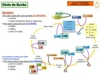 Tema 12: CATABOLISMO
Ciclo de Krebs                                                                          AERÓBICO Y ANAERÓBICO




BALANCE:                                                          Glucosa
Por cada vuelta del ciclo de Krebs SE CONSUME:                   Ácidos                                    Coenzima A
                                                                                          Acetil-CoA
      - 1 acetilo                                                grasos
      - 1 ácido oxalacético (que se regenera)
• Por cada vuelta del ciclo SE GENERA:
      - 3 NADH                                Ácido málico
      - 1 FADH2
      - 1 GTP ( 1ATP)                                                        Ácido oxalacético
                                                                                                   H2O
                                        Ácido                    NAD +      NADH
                                      fumárico                                                                    Ácido cítrico


                                                 FADH2
                                                                                                                            Ácido
                                                                                                            NAD     +     isocítrico
                                                 FAD
                                                                                                   NADH
                                                                              NADH
                                                                                     NAD +
                                                         Coenzima A
(se necesitan 2 vueltas para oxidar          Ácido
1 molécula de glucosa)                     succínico            Coenzima A
                                                                                                    Ácido -
• Por cada molécula de glucosa SE FORMAN:                                                         cetoglutárico
      - 2 GTP ( 2ATP)               GTP                          Succinil-                                        CO2
      - 6 NADH                ADP                                  CoA
                                         GDP
      - 2 FADH2
                                        ATP                                    CO2
 
