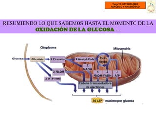 Tema 12: CATABOLISMO
                                  AERÓBICO Y ANAERÓBICO




RESUMIENDO LO QUE SABEMOS HASTA EL MOMENTO DE LA
          OXIDACIÓN DE LA GLUCOSA …
 