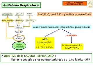 Tema 12: CATABOLISMO

 4.- Cadena Respiratoria
                                                          AERÓBICO Y ANAERÓBICO




                              La C6H12O6 que inició la glucólisis ya está oxidada



                         La energía de sus enlaces se ha utilizado para producir:


                                                          LA MAYORÍA

                                   ATP
                             2 de la glucólisis
                                     +               En los transportadores de e-
                            2 del Ciclo de Krebs         NAD+ y FAD


• OBJETIVO de la CADENA RESPIRATORIA :
      liberar la energía de los transportadores de e- para fabricar ATP
 
