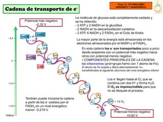 Tema 12: CATABOLISMO

Cadena de transporte de e-
                                                                                                                 AERÓBICO Y ANAERÓBICO



                                                                   La molécula de glucosa está completamente oxidada y
            Potencial más negativo                                 se ha obtenido:
                   -0,32 V                                         - 2 ATP y 2 NADH en la glucólisis
                                                                   - 2 NADH en la descarboxilación oxidativa
                         NAD+
                                                                   - 2 ATP, 6 NADH y 2 FADH2 en el Ciclo de Krebs
          NADH + H+
  - 0,4
             2e- + 2H+                                              La mayor parte de la energía está almacenada en los
                                                                    electrones almacenados por el NADH y el FADH2.
                              FMN
                          2e- + 2H+                                       En esta cadena los e- son transportados poco a poco
                         FMN                                              desde aceptores con un potencial más negativo hacia
                                            CoQ                           otros con potencial menos negativo.
             FADH2                    2e- + 2H+
     0
                                                          2H+             • COMPONENTES PRINCIPALES DE LA CADENA:
                                      CoQ
                                                       Cit b
                                                                          los citocromos (prot+grupo hemo con 1 átomo de Fe).
                          FAD                                             El átomo de Fe acepta y libera alternadamente 1e-,
                                                     2e-
                                                                          transfiriéndolo al siguiente citocromo del nivel energético inferior
                                                  Cit b
                                                                  Cit c
                                                                2e-
                                                                                                            Los e- llegan hasta el O2 que se
                                                           Cit c
  + 0,4                                                                                                     combina con dos H+ y forma H2O.
                                                                             Cit a
                                                                                                            El O2 es imprescindible para que
                                                                          2e-
                                                                      Cit a                                 no se bloquee el proceso.
                                                                                                a3
            También puede iniciarse la cadena                                             2e-
            a partir de los e- cedidos por el                                        a3                     2H+ + 1/2 O2
  + 0,8     FADH2 en un nivel energético                                                              2e-
                                                                                            2e-
            menor: -0,219 V.
                                                                                                     H2O
                                                                                                                Potencial menos negativo
Voltios                                                                                                                 +0,82 V
 