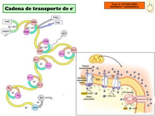 Tema 12: CATABOLISMO

Cadena de transporte de e-
                             AERÓBICO Y ANAERÓBICO
 