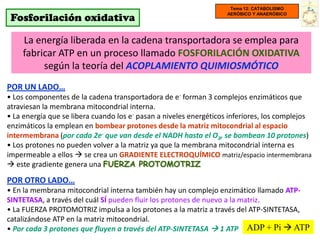 Tema 12: CATABOLISMO

 Fosforilación oxidativa
                                                                   AERÓBICO Y ANAERÓBICO




    La energía liberada en la cadena transportadora se emplea para
    fabricar ATP en un proceso llamado FOSFORILACIÓN OXIDATIVA
         según la teoría del ACOPLAMIENTO QUIMIOSMÓTICO
POR UN LADO…
• Los componentes de la cadena transportadora de e- forman 3 complejos enzimáticos que
atraviesan la membrana mitocondrial interna.
• La energía que se libera cuando los e- pasan a niveles energéticos inferiores, los complejos
enzimáticos la emplean en bombear protones desde la matriz mitocondrial al espacio
intermembrana (por cada 2e- que van desde el NADH hasta el O2, se bombean 10 protones)
• Los protones no pueden volver a la matriz ya que la membrana mitocondrial interna es
impermeable a ellos  se crea un GRADIENTE ELECTROQUÍMICO matriz/espacio intermembrana
 este gradiente genera una FUERZA PROTOMOTRIZ

POR OTRO LADO…
• En la membrana mitocondrial interna también hay un complejo enzimático llamado ATP-
SINTETASA, a través del cuál SÍ pueden fluir los protones de nuevo a la matriz.
• La FUERZA PROTOMOTRIZ impulsa a los protones a la matriz a través del ATP-SINTETASA,
catalizándose ATP en la matriz mitocondrial.
• Por cada 3 protones que fluyen a través del ATP-SINTETASA  1 ATP ADP + Pi  ATP
 