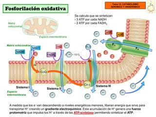 Tema 12: CATABOLISMO

Fosforilación oxidativa
                                                                                                   AERÓBICO Y ANAERÓBICO



                                                              Se calcula que se sintetizan:
                                                              - 3 ATP por cada NADH
 Matriz                                                       - 2 ATP por cada FADH2
 mitocondrial

                                                                                               ATP
                                                                                 H+                       ADP
                            Espacio intermembrana
                                                                                H+
Matriz mitocondrial                                 H+                                               F1
                      NAD   +                 FAD                       H2O
                                                                                                                       F0
        NADH           _                                                                       _
                                      FADH2         2    H+ + 1/2 O2                  _              _
                                                                          2e-
                      2e-

                                CoQ



                                                                       Cit c     Sistema III                      H+
       Sistema I                      Sistema II
Espacio                                                  H+
                                                                                          H+                H+
intermembrana          H+
                                         H+
                                                                         H+                          H+



  A medida que los e- van descendiendo a niveles energéticos menores, liberan energía que sirve para
  transportar H+ creando un gradiente electroquímico. Esta acumulación de H+ genera una fuerza
  protomotriz que impulsa los H+ a través de las ATP-sintetasa permitiendo sintetizar el ATP.
 