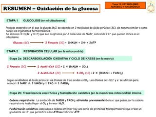 Tema 12: CATABOLISMO

RESUMEN – Oxidación de la glucosa
                                                                                       AERÓBICO Y ANAERÓBICO




 ETAPA 1      GLUCOLISIS (en el citoplasma)

Proceso anaerobio en el que la glucosa (6C) se escinde en 2 moléculas de ácido pirúvico (3C), de manera similar a como
hacen los organismos fermentadores.
Se eliminan 4 H (4e- y 4 H+) que son aceptados por 2 moléculas de NAD+, sobrando 2 H+ que quedan libres en el
citoplasma.

      Glucosa (6C)               2 Piruvato (3C) + 2NADH + 2H+ + 2ATP


 ETAPA 2      RESPIRACIÓN CELULAR (en la mitocondria)

   Etapa 2a: DESCARBOXILACIÓN OXIDATIVA Y CICLO DE KREBS (en la matriz)

 2 Piruvato (3C)          2 Acetil-CoA (2C) + 2  (NADH + CO2)

                          2 Acetil-CoA (2C)                4 CO2 (1C) + 2  (3NADH + FADH2)

 Sigue oxidándose el ácido pirúvico: los átomos de C se oxidan a CO2. Los átomos de H (H+ y e- se utilizan para
 reducir: 3 NAD+  3 NADH y 1 FAD  1 FADH2


   Etapa 2b: Transferencia electrónica y fosforilación oxidativa (en la membrana mitocondrial interna

   Cadena respiratoria: La oxidación de NADH y FADH2 obtenidos previamentelibera e- que pasan por la cadena
   respiratoria hasta llegar al O2 y formar H2O.

   Fosforilación oxidativa: asociadas a cadena anterior hay una serie de proteínas transportadoras que crean un
   gradiente de H+ que permitirá a las ATPasa fabricar ATP.
 