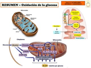 Tema 12: CATABOLISMO

RESUMEN – Oxidación de la glucosa
                                            AERÓBICO Y ANAERÓBICO




                                                    Fosforilación
                                                     oxidativa

                                                          Cadena
                                                        respiratoria



                                                NADPH    Ciclo de
                               Glucólisis                 Krebs



                                 Ácido                     Acetil CoA
                                pirúvico
                                                          ß-Oxidación

                                                              Ácidos grasos
 