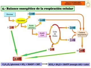 Tema 12: CATABOLISMO
                                                                    AERÓBICO Y ANAERÓBICO



5.- Balance energético de la respiración celular
   Glucosa                    2 NADH


                 Glucólisis              2 NADH


                               Ácido
     2   ATP                  pirúvico                                  6 NADH

                                                        Ciclo                         Cadena
                                          Acetil-        de
                                           CoA                                      respiratoria
                                                        Krebs

                                                                        2 FADH2




                                                    2 ATP
                                                                                  32 ATP



               36 ATP

C6H12O6 (glucosa) + 6O2 + 36ADP + 36Pi              6CO2 + 6H2O + 36ATP (energía útil) + calor
 