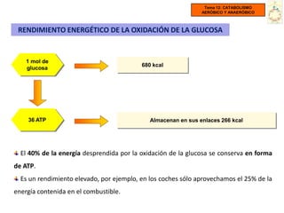 Tema 12: CATABOLISMO
                                                               AERÓBICO Y ANAERÓBICO



 RENDIMIENTO ENERGÉTICO DE LA OXIDACIÓN DE LA GLUCOSA


    1 mol de
                                          680 kcal
    glucosa




    36 ATP                                   Almacenan en sus enlaces 266 kcal




  El 40% de la energía desprendida por la oxidación de la glucosa se conserva en forma
de ATP.
  Es un rendimiento elevado, por ejemplo, en los coches sólo aprovechamos el 25% de la
energía contenida en el combustible.
 