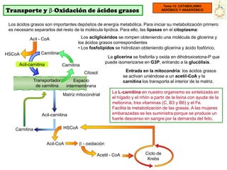 Tema 12: CATABOLISMO
Transporte y β-Oxidación de ácidos grasos                                              AERÓBICO Y ANAERÓBICO



 Los ácidos grasos son importantes depósitos de energía metabólica. Para iniciar su metabolización primero
 es necesario separarlos del resto de la molécula lipídica. Para ello, las lipasas en el citoplasma:

           Acil - CoA                     Los acilglicéridos se rompen obteniendo una molécula de glicerina y
                                        los ácidos grasos correspondientes
                                        ▪ Los fosfolípidos se hidrolizan obteniendo glicerina y ácido fosfórico.
HSCoA              Carnitina
                                                           La glicerina se fosforila y oxida en dihidroxicetona-P que
                                                          puede isomerizarse en G3P, entrando a la glucólisis.
      Acil-carnitina            Carnitina
                                            Citosol                 Entrada en la mitocondria: los ácidos grasos
                                                                   se activan uniéndose a un acetil-CoA y la
                Transportador         Espacio                      carnitina los transporta al interior de la matriz.
                 de carnitina     intermembrana
                                                             La L-carnitina en nuestro organismo es sintetizada en
                                Matriz mitocondrial
                                                             el hígado y el riñón a partir de la lisina con ayuda de la
                                                             metionina, tres vitaminas (C, B3 y B6) y el Fe.
                                                             Facilita la metabolización de las grasas. A las mujeres
                    Acil-carnitina                           embarazadas se les suministra porque se produce un
                                                             fuerte descenso en sangre por la demanda del feto.

    Carnitina                   HSCoA


                       Acil-CoA             - oxidación

                                                   Acetil - CoA                Ciclo de
                                                                                Krebs
 