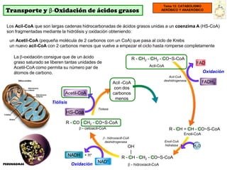 Tema 12: CATABOLISMO
 Transporte y β-Oxidación de ácidos grasos                                                    AERÓBICO Y ANAERÓBICO




 Los Acil-CoA que son largas cadenas hidrocarbonadas de ácidos grasos unidas a un coenzima A (HS-CoA)
 son fragmentadas mediante la hidrólisis y oxidación obteniendo:

   un Acetil-CoA (pequeña molécula de 2 carbonos con un CoA) que pasa al ciclo de Krebs
   un nuevo acil-CoA con 2 carbonos menos que vuelve a empezar el ciclo hasta romperse completamente

     La -oxidación consigue que de un ácido                               R - CH2 - CH2 - CO~S-CoA
     graso saturado se liberen tantas unidades de                                                                 FAD
     Acetil-CoA como permita su número par de                                        Acil-CoA
     átomos de carbono.                                                                                                 Oxidación
                                                                                                  Acil-CoA
                                                                                               deshidrogenasa
                                                           Acil -CoA                                                    FADH2
                                                            con dos
                               Acetil-CoA                  carbonos
                                                            menos
                        Tiólisis
                                                 Tiolasa
                               HS-Coa

                               R - CO - CH2 - CO~S-CoA
                                        - cetoacil-CoA                                            R - CH = CH - CO~S-CoA
                                                                                                            Enoil-CoA
                                                     - hidroxiacill-CoA
                                                     deshidrogenasa                             Enoil-CoA
                                                                                                hidratasa        H2O
                                                                    OH
                                                                      |
                                   NADH + H+
                                                                 R - CH - CH2 - CO~S-CoA
Peroxisomas
                                                 NAD+
                                    Oxidación                             - hidroxiacil-CoA
 