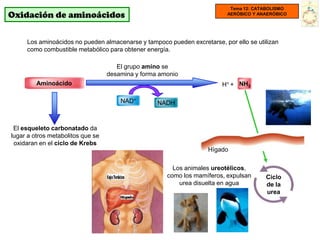 Tema 12: CATABOLISMO
Oxidación de aminoácidos                                                  AERÓBICO Y ANAERÓBICO




     Los aminoácidos no pueden almacenarse y tampoco pueden excretarse, por ello se utilizan
     como combustible metabólico para obtener energía.

                                      El grupo amino se
                                   desamina y forma amonio
         Aminoácido                                                     H+ + NH3

                                       NAD+        NADH



 El esqueleto carbonatado da
lugar a otros metabolitos que se
 oxidaran en el ciclo de Krebs
                                                                   Hígado

                                                        Los animales ureotélicos,
                                                      como los mamíferos, expulsan     Ciclo
                                                          urea disuelta en agua        de la
                                                                                       urea
 