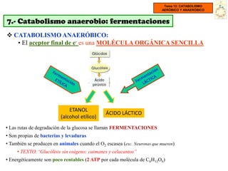 Tema 12: CATABOLISMO
                                                                           AERÓBICO Y ANAERÓBICO


7.- Catabolismo anaerobio: fermentaciones
 CATABOLISMO ANAERÓBICO:
   • El aceptor final de e- es una MOLÉCULA ORGÁNICA SENCILLA




                              ETANOL
                                                ÁCIDO LÁCTICO
                          (alcohol etílico)
• Las rutas de degradación de la glucosa se llaman FERMENTACIONES
• Son propias de bacterias y levaduras
• También se producen en animales cuando el O2 escasea (exc. Neuronas que mueren)
     • TEXTO:“Glucólisis sin oxígeno: caimanes y celacantos”
• Energéticamente son poco rentables (2 ATP por cada molécula de C6H12O6)
 